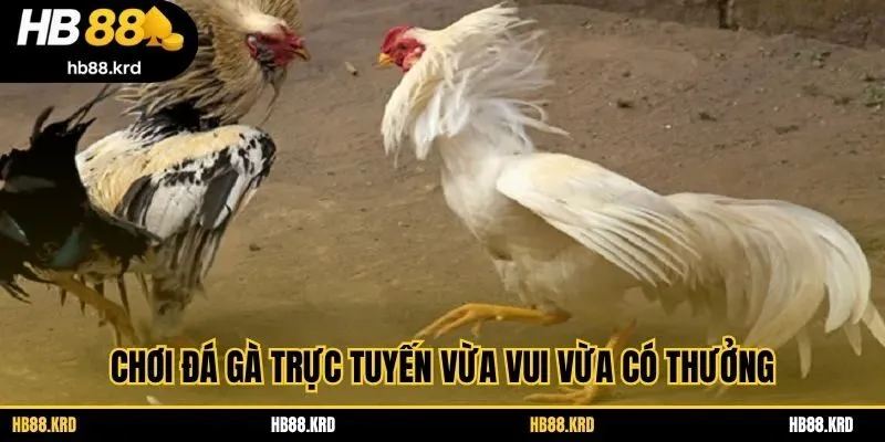 Chơi đá gà trực tuyến vừa vui vừa có thưởng